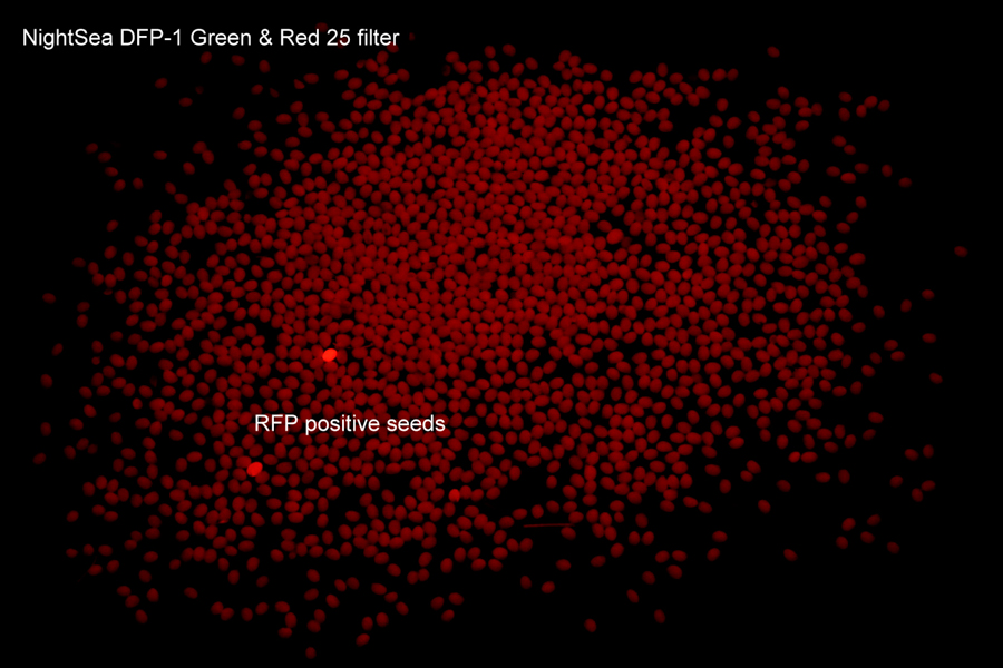 RFP陽性和陰性黃色種子的熒光圖像