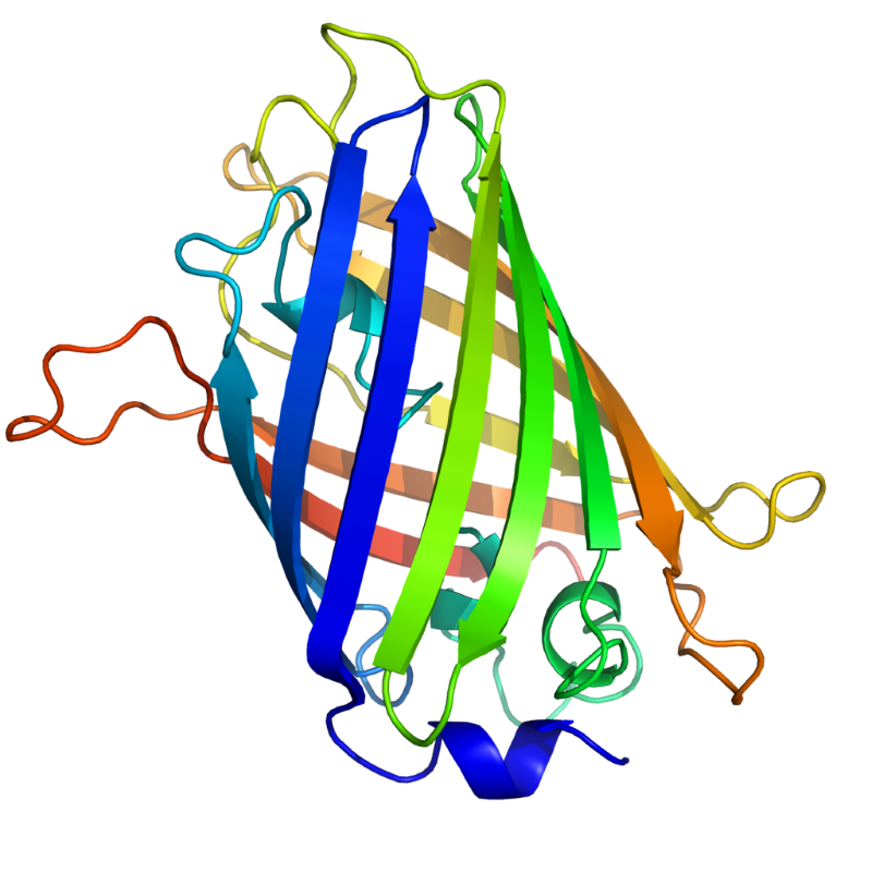 GFP 結構