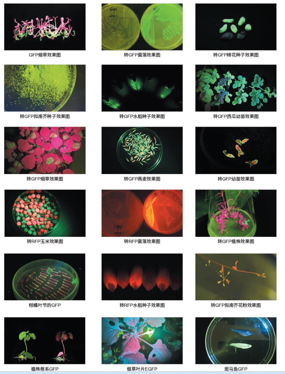 各種熒光蛋白的表達(dá)效果圖