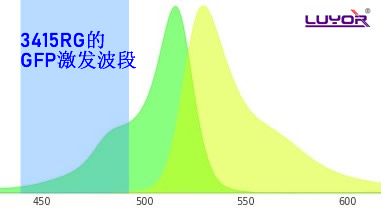 用GFP的激發(fā)光激發(fā)YFP是什么顏色？