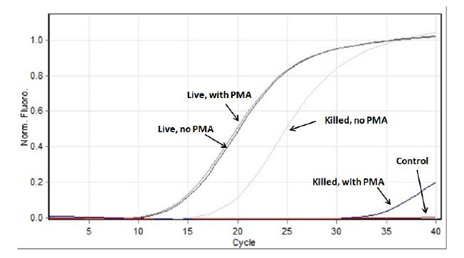 pmalite1.jpg